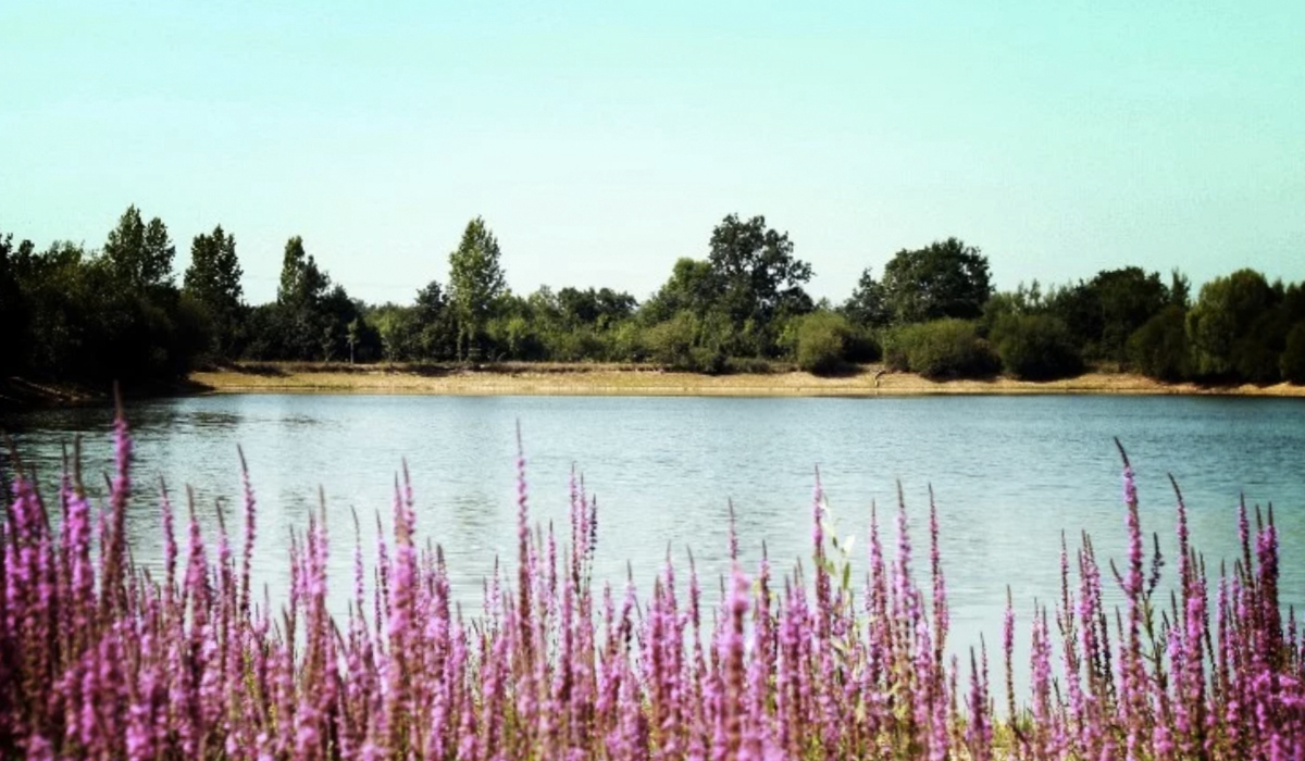 Au Pré de l'Etang Das Loire-Gebiet - Sainte-Foy visuel 1/6 Au Pré de l'Etang Das Loire-Gebiet - Sainte-Foy visuel 1/6