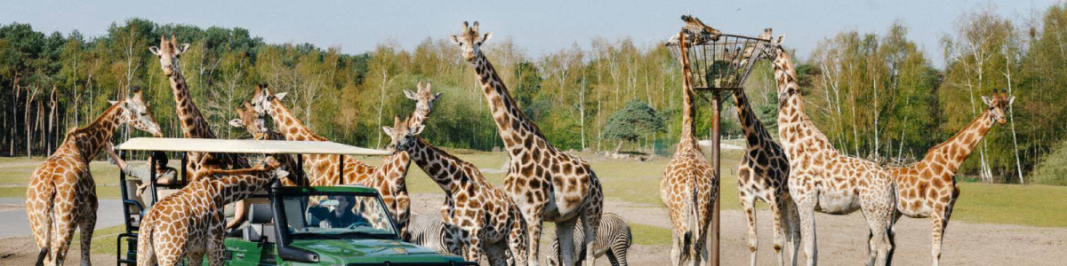 Beekse Bergen Nord-Brabant - Hilvarenbeek visuel 7/7 Beekse Bergen Nord-Brabant - Hilvarenbeek visuel 7/7