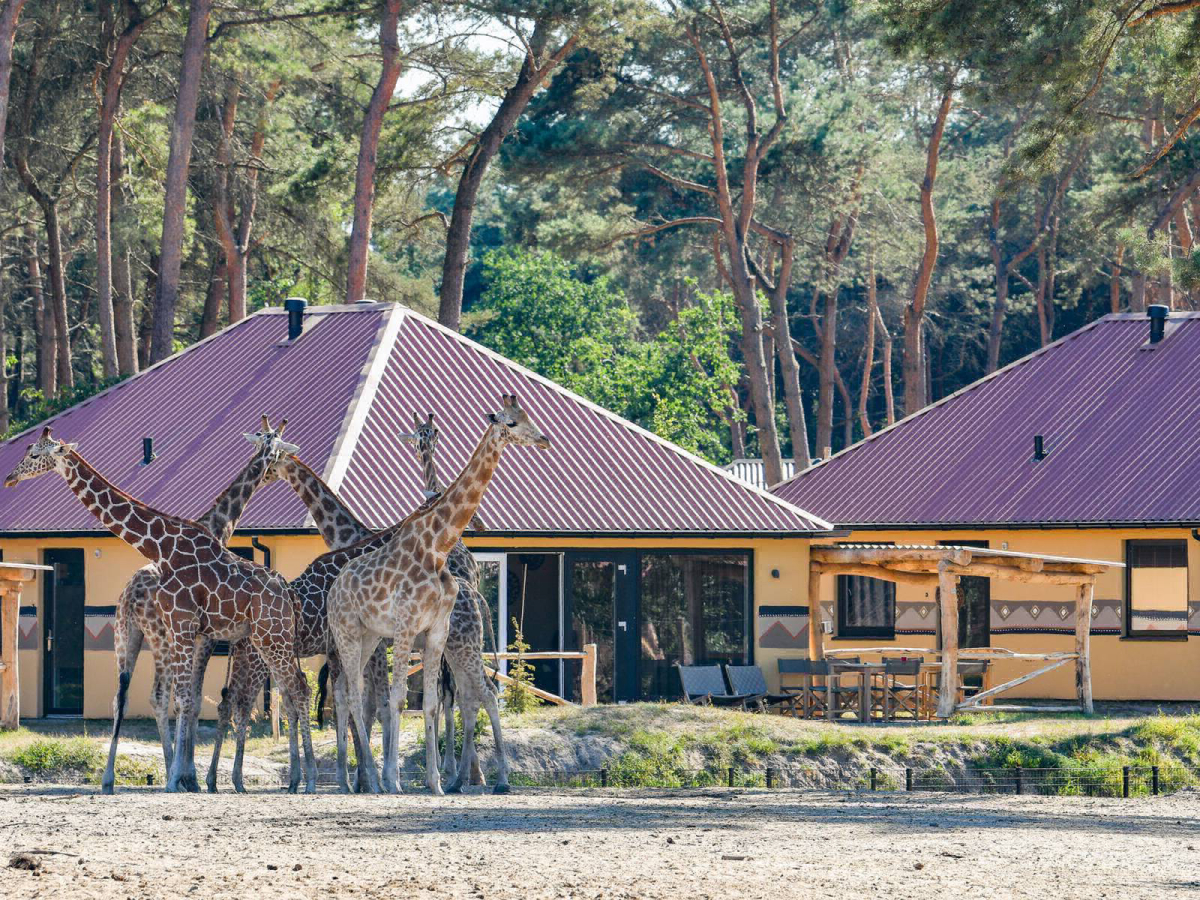 Beekse Bergen Nord-Brabant - Hilvarenbeek visuel 2/7 Beekse Bergen Nord-Brabant - Hilvarenbeek visuel 2/7