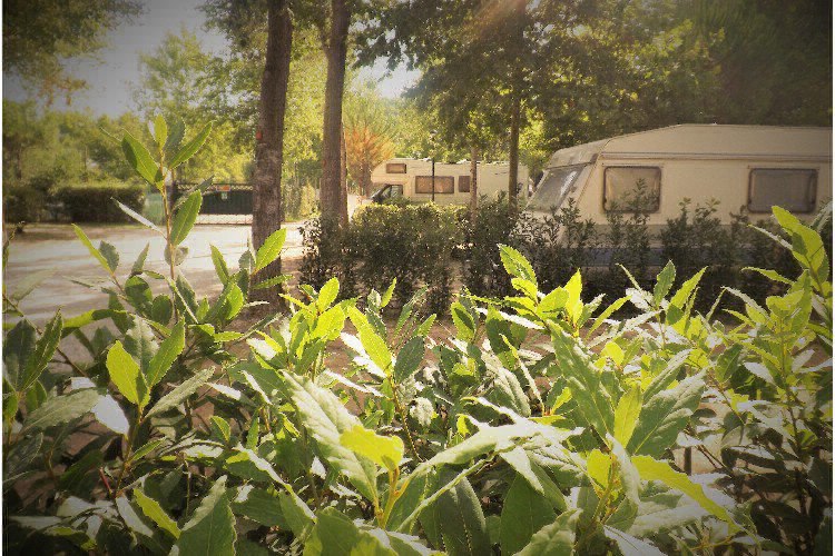 Bosco Verde Toskana - Torre del Lago Puccini visuel 5/11 Bosco Verde Toskana - Torre del Lago Puccini visuel 5/11