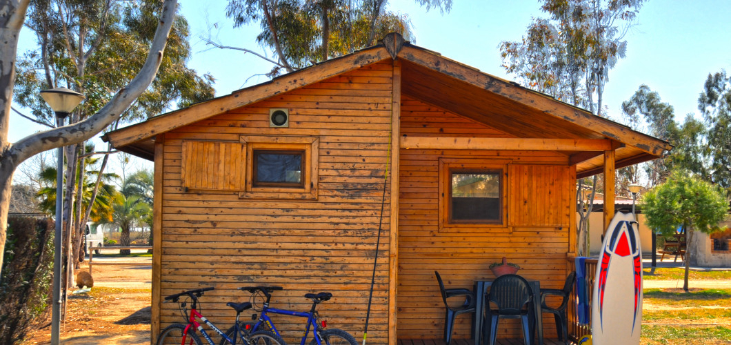 Eucaliptus Katalonien - Amposta visuel 3/3