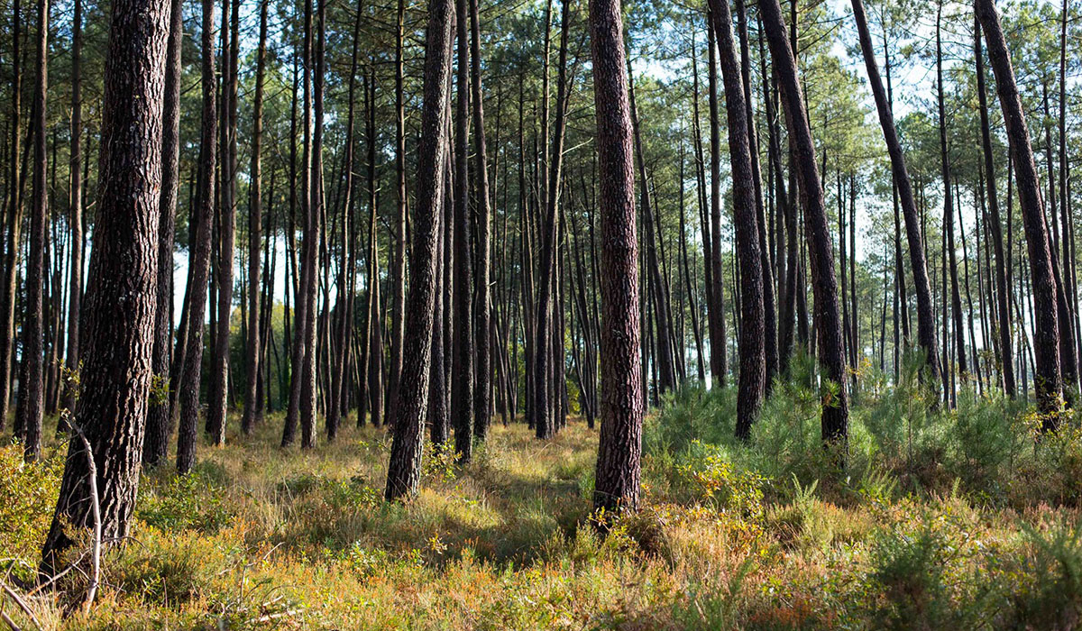 Laha Aquitanien - Lesperon visuel 2/3