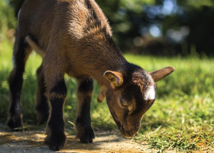 Camping Le Grand Paris Ile de France - Nesles-la-Vallée visuel 8/12 Camping Le Grand Paris Ile de France - Nesles-la-Vallée visuel 8/12