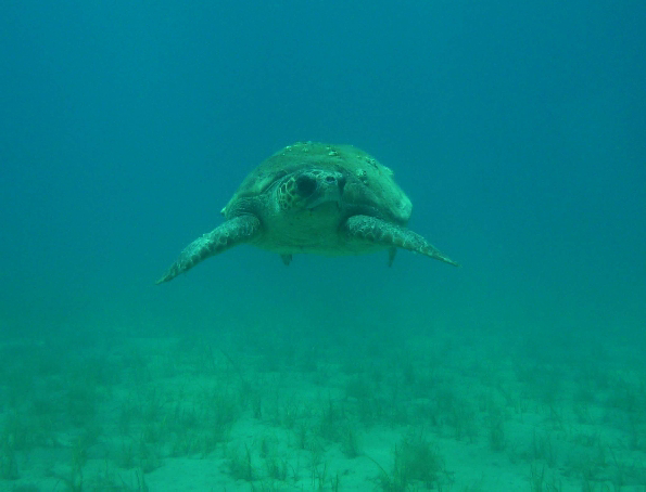 Camping Tartaruga Ionische Inseln - Laganas visuel 5/6