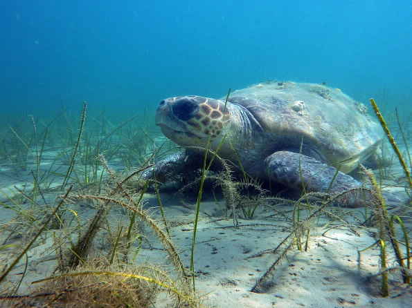 Camping Tartaruga Ionische Inseln - Laganas visuel 3/6