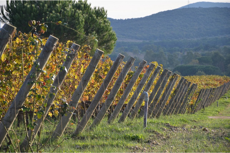 Tenuta Poggio Rosso Toskana - Piombino visuel 5/5