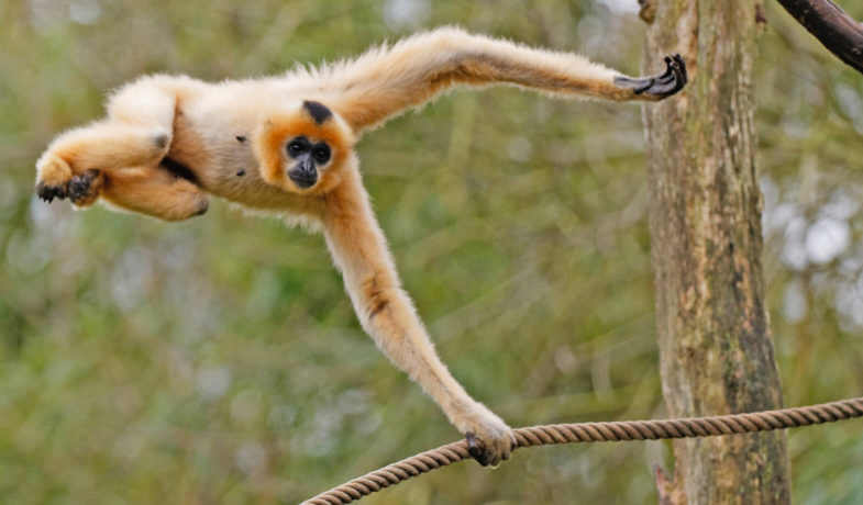 Domaine Parc Sainte Croix Lothringen - Rhodes visuel 5/8 Domaine Parc Sainte Croix Lothringen - Rhodes visuel 5/8