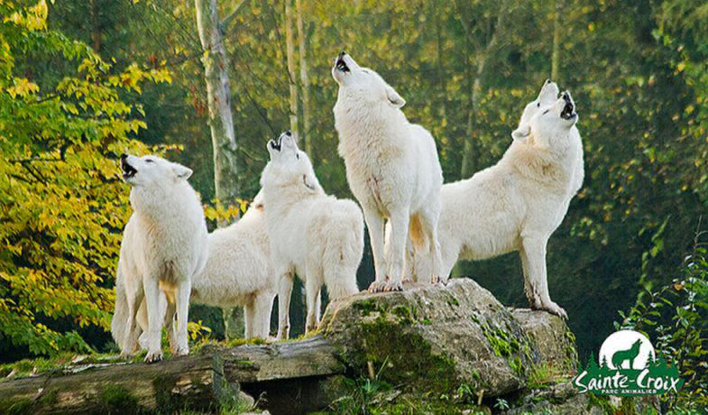 Domaine Parc Sainte Croix Lothringen - Rhodes visuel 2/8 Domaine Parc Sainte Croix Lothringen - Rhodes visuel 2/8