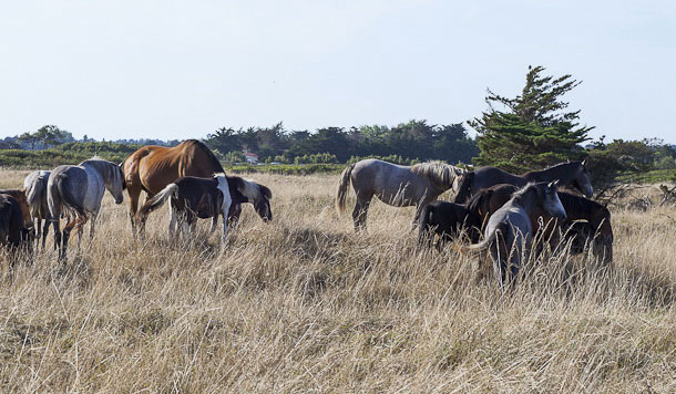 Domaine du Collet Das Loire-Gebiet - Les Moutiers en Retz visuel 13/15