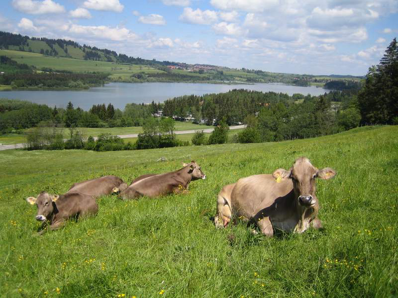 Grüntensee Bayern - Wertach visuel 3/3