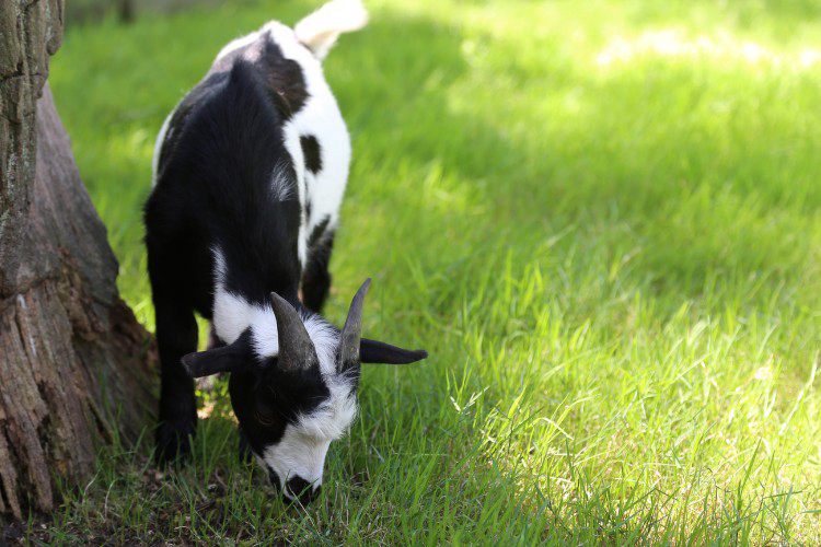 Houtum Antwerpen - Kasterlee visuel 5/7 Houtum Antwerpen - Kasterlee visuel 5/7