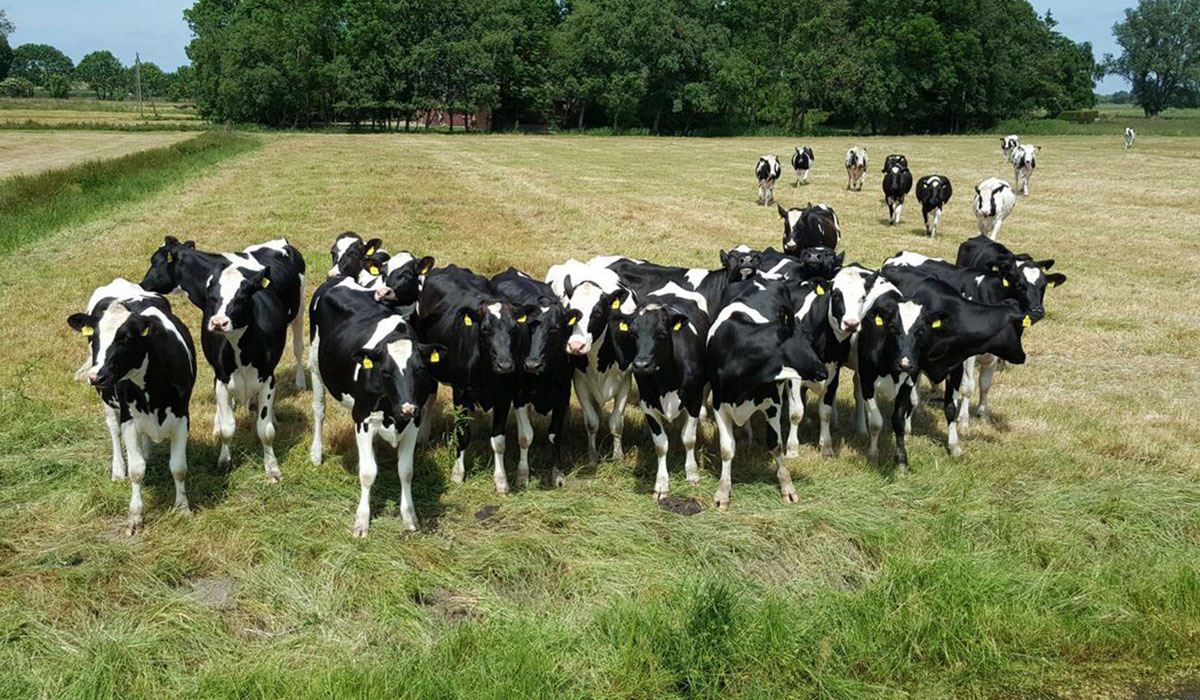 Höpken's Hof & Campingplatz Niedersachsen - jade visuel 1/3 Höpken's Hof & Campingplatz Niedersachsen - jade visuel 1/3