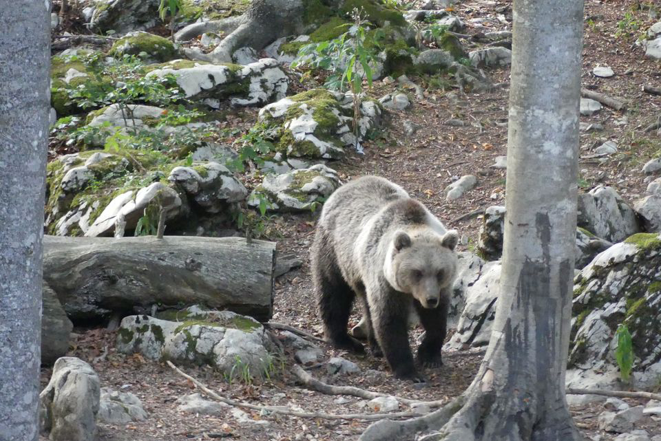 Kmetija na Meji Krain im Inneren - Pivka visuel 3/3