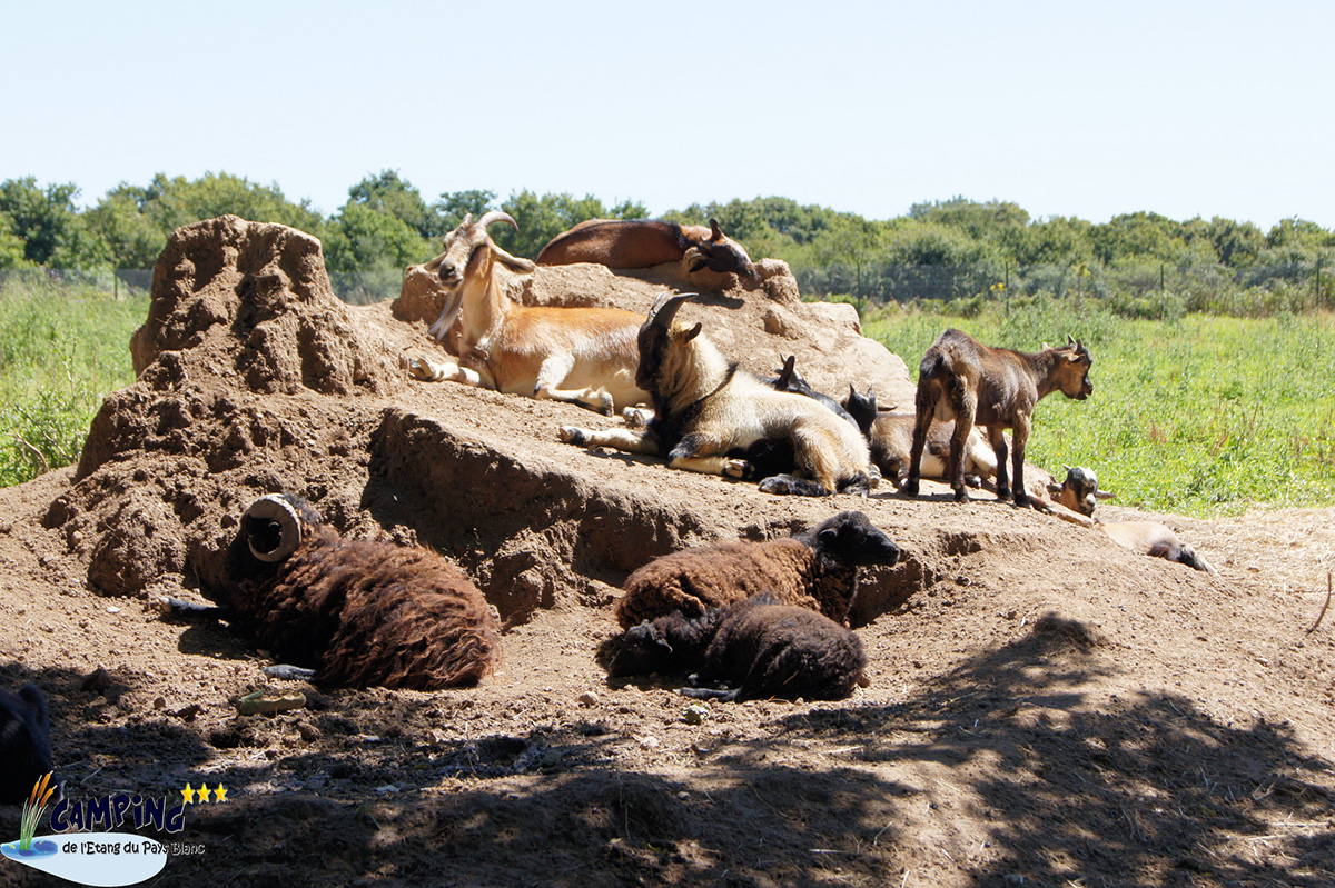 L'Etang du Pays Blanc Das Loire-Gebiet - Guérande visuel 23/26
