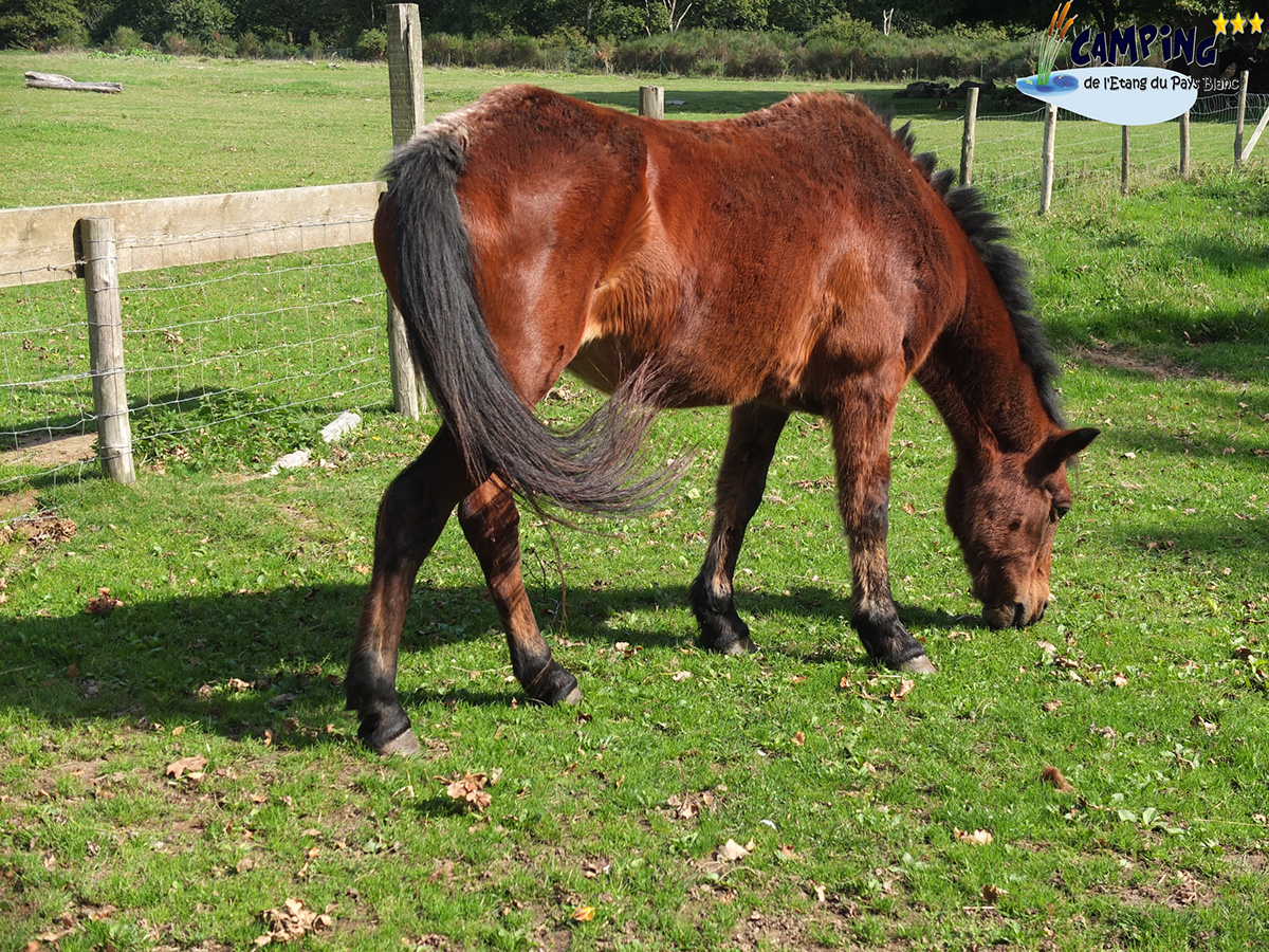 L'Etang du Pays Blanc Das Loire-Gebiet - Guérande visuel 24/26