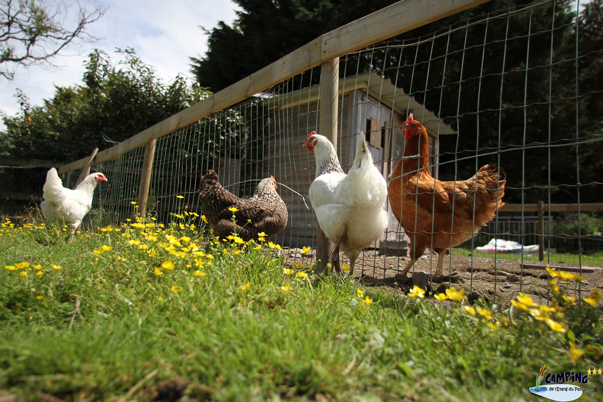 L'Etang du Pays Blanc Das Loire-Gebiet - Guérande visuel 25/26