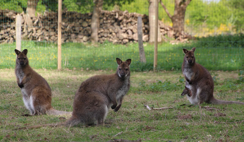 L'Etang du Pays Blanc Das Loire-Gebiet - Guérande visuel 13/26