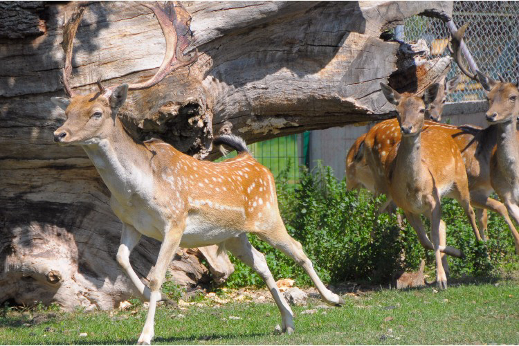 La Borda d'Arnaldet Aragonien - Sesué visuel 6/7