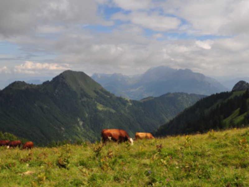 La Bruyere Rhône-Alpen - Saint-Jean-de-Couz visuel 6/6