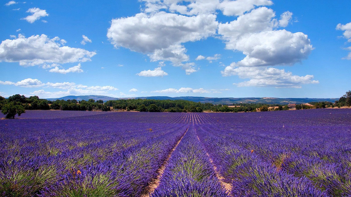 La Buissière Languedoc-Roussillon - Barjac visuel 10/12