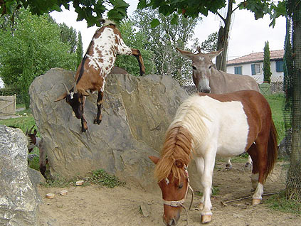 La Ferme des 4 Chênes Aquitanien - Urt visuel 6/7 La Ferme des 4 Chênes Aquitanien - Urt visuel 6/7