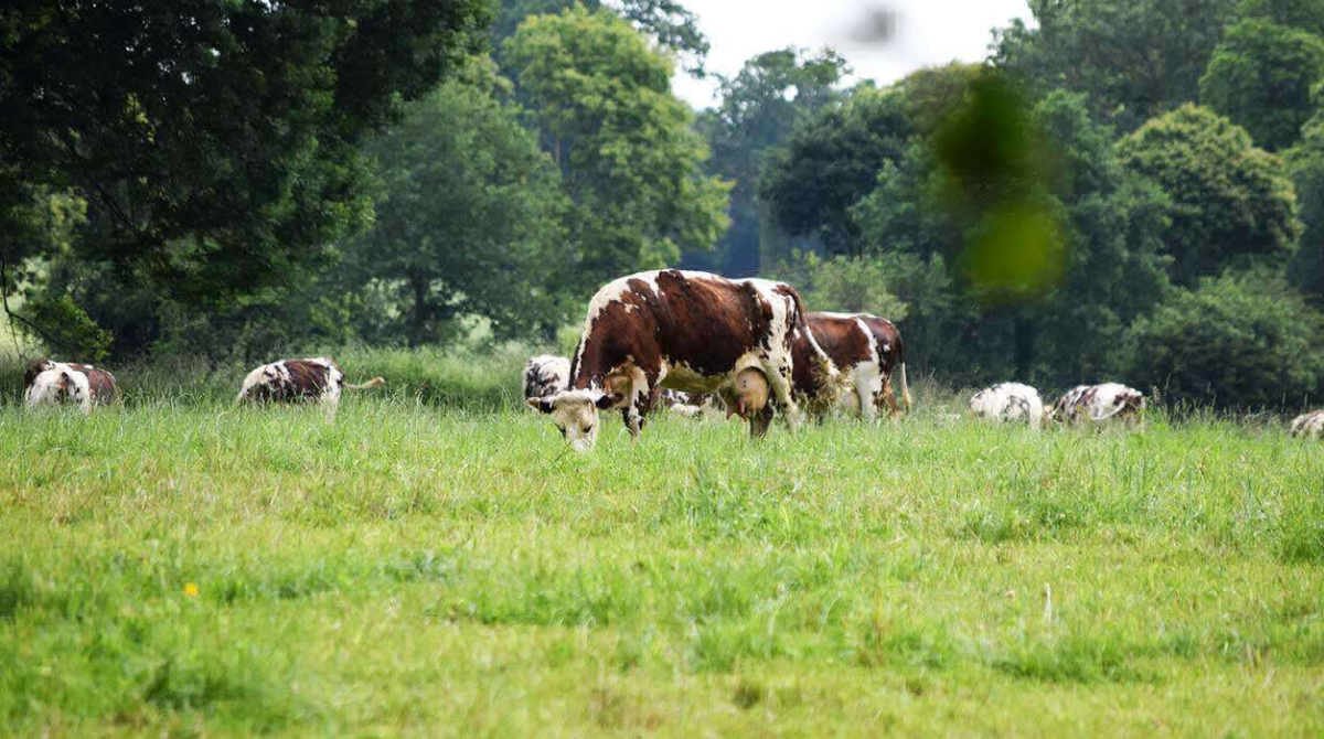 La Ferme de la Moriciere Basse-Normandie - Sartilly visuel 5/5