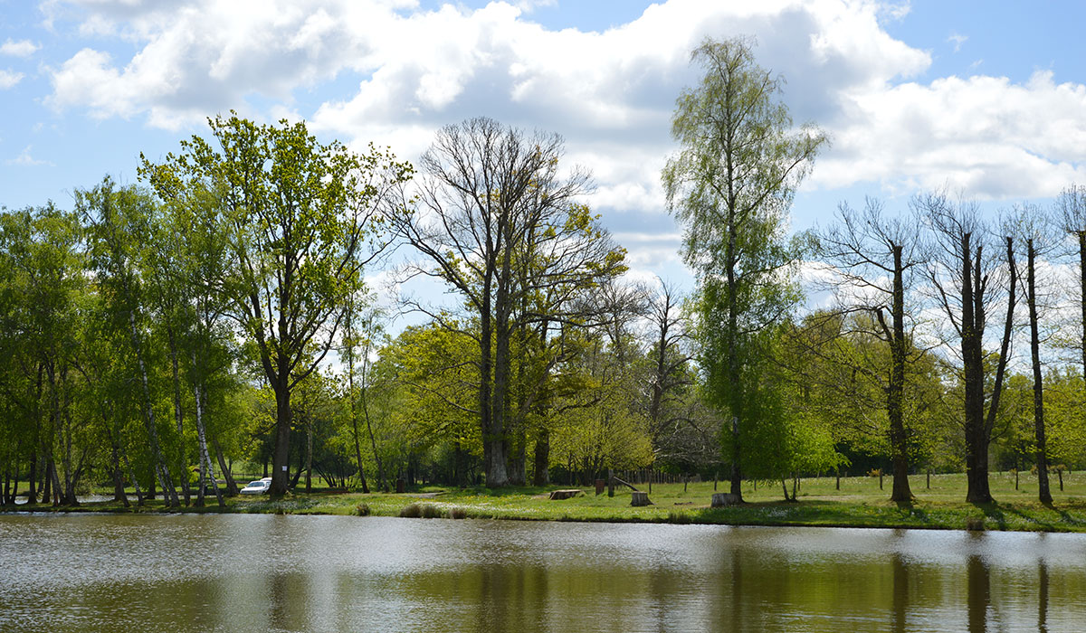 La Lande Limousin - Nexon visuel 6/10