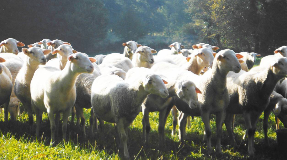 La ferme des Champeaux Limousin - Saint-Amand-le-Petit visuel 4/5 La ferme des Champeaux Limousin - Saint-Amand-le-Petit visuel 4/5