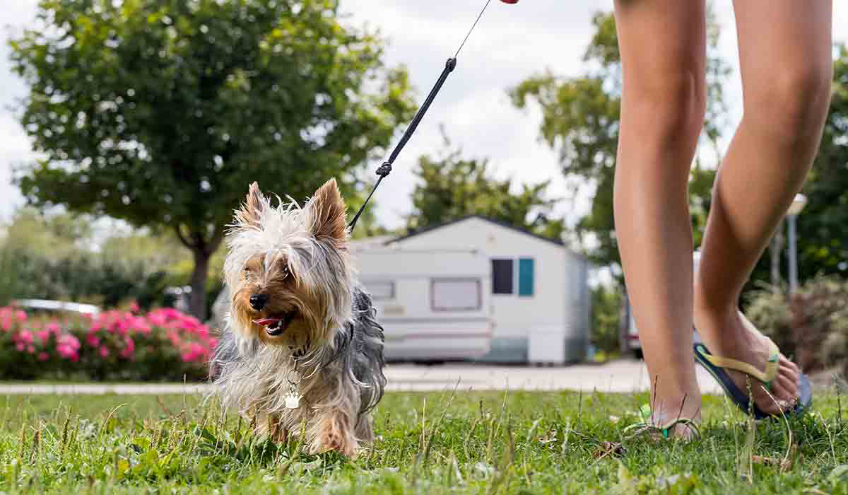 Lac d'Orient Champagner-Ardennen - Mesnil-Saint-Père visuel 7/15 Lac d'Orient Champagner-Ardennen - Mesnil-Saint-Père visuel 7/15