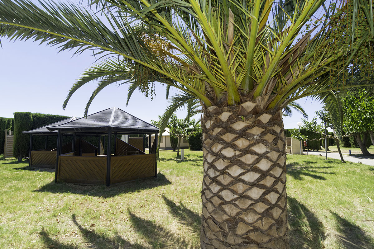Le Cers Languedoc-Roussillon - Saint-Laurent-de-la-Salanque visuel 5/6