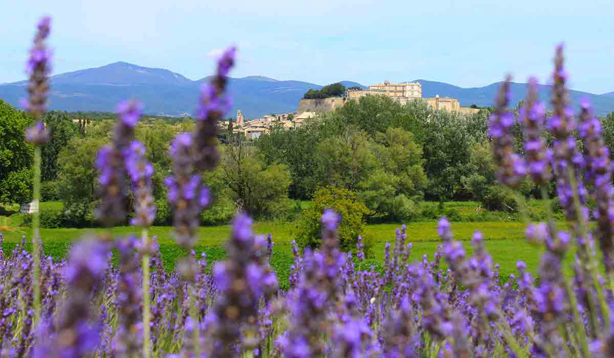 Le Garrigon Provence-Alpes-Côte d'Azur - Grillon visuel 5/14