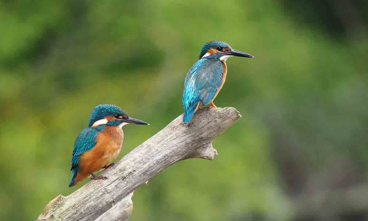 Le Lidon Poitou-Charentes - Saint-Hilaire-la-Palud visuel 19/20