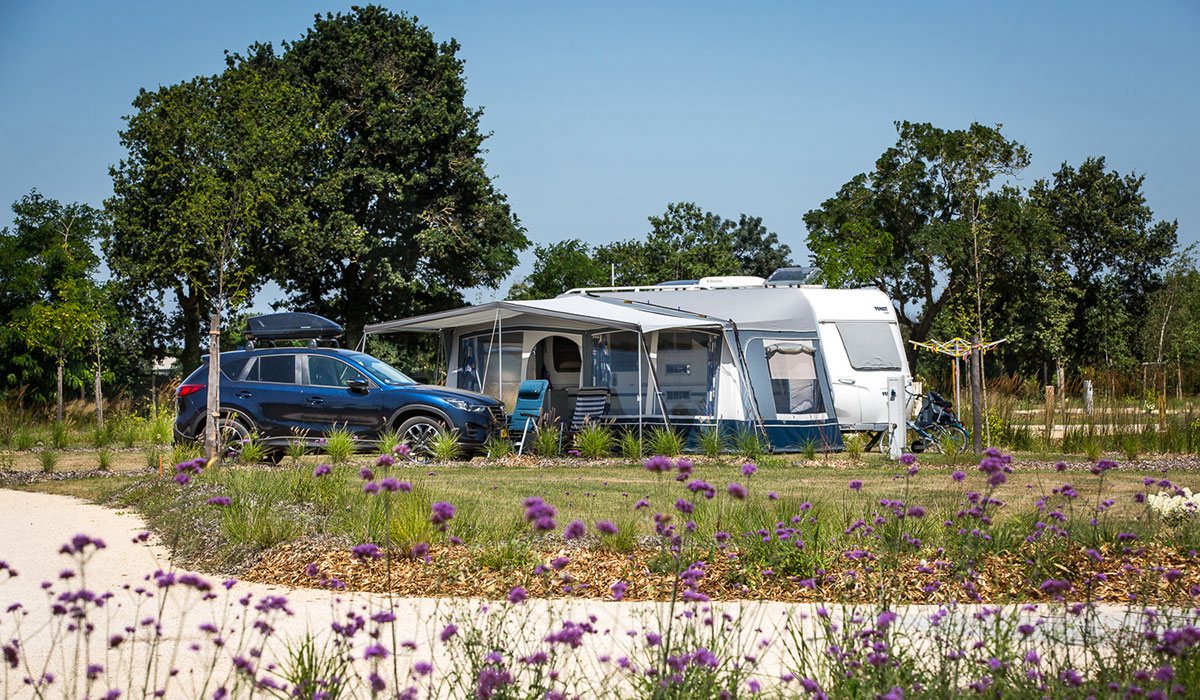 Le Pin Parasol Das Loire-Gebiet - La Chapelle Hermier visuel 30/33 Le Pin Parasol Das Loire-Gebiet - La Chapelle Hermier visuel 30/33