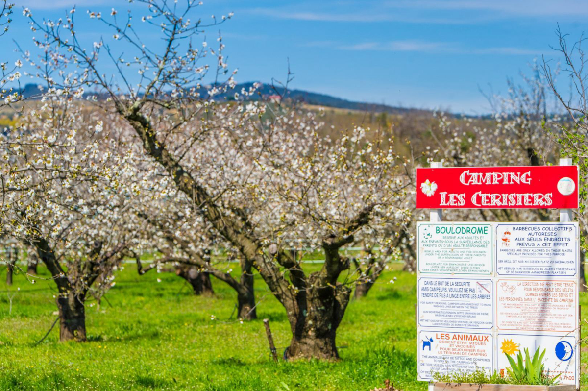 Les Cerisiers Languedoc-Roussillon - Céret visuel 4/4 Les Cerisiers Languedoc-Roussillon - Céret visuel 4/4