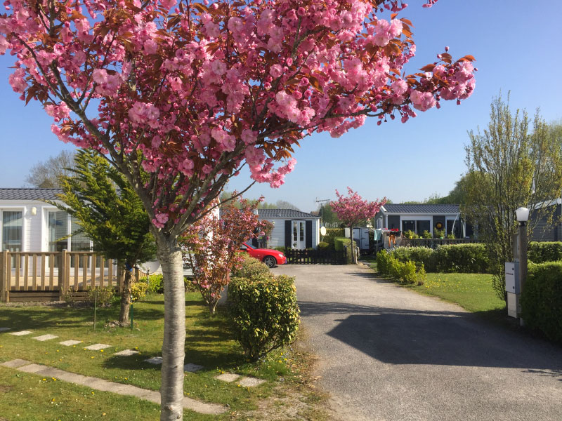 Les Cerisiers Nord-Pas de Calais - Verton visuel 2/7 Les Cerisiers Nord-Pas de Calais - Verton visuel 2/7