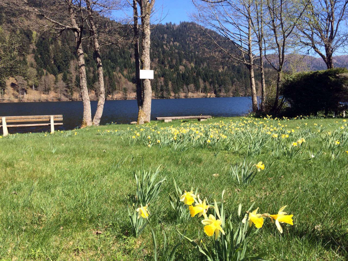 Les Jonquilles Lothringen - Xonrupt-Longemer visuel 1/1 Les Jonquilles Lothringen - Xonrupt-Longemer visuel 1/1