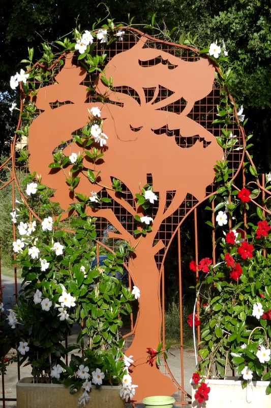 Les Pins Provence-Alpes-Côte d'Azur - Les Salles-sur-Verdon visuel 7/10 Les Pins Provence-Alpes-Côte d'Azur - Les Salles-sur-Verdon visuel 7/10