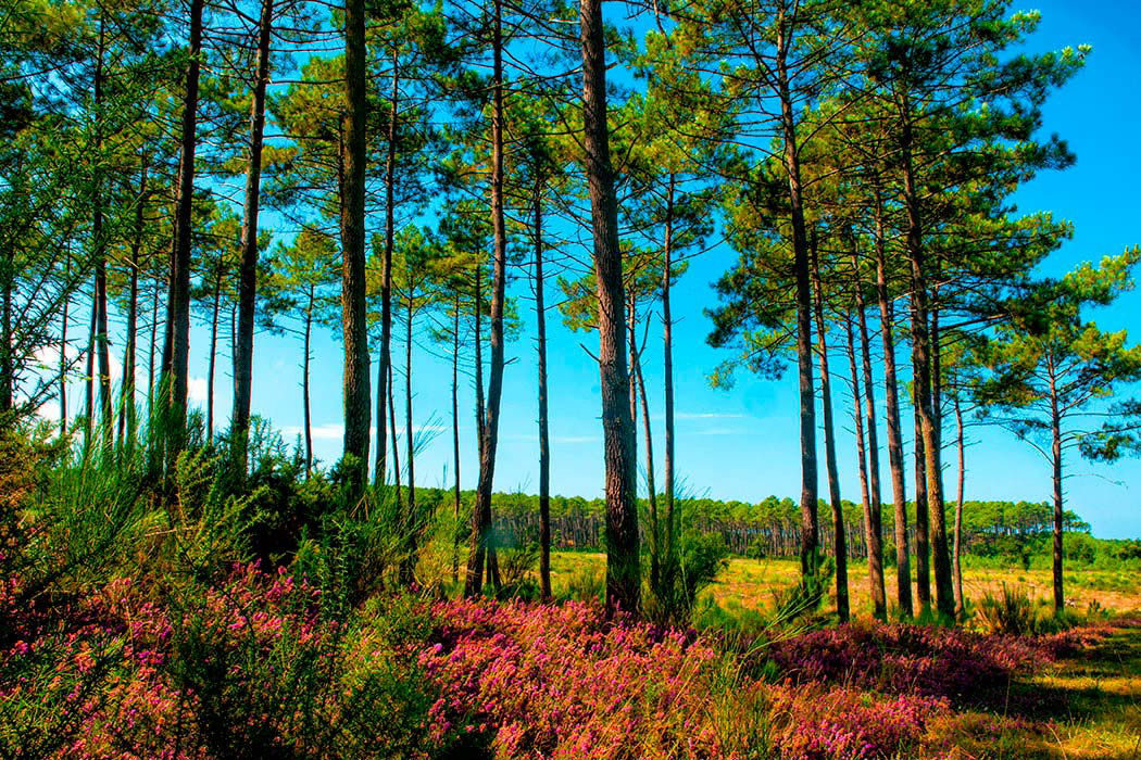 Les Vignes Aquitanien - Lit-et-Mixe visuel 8/22