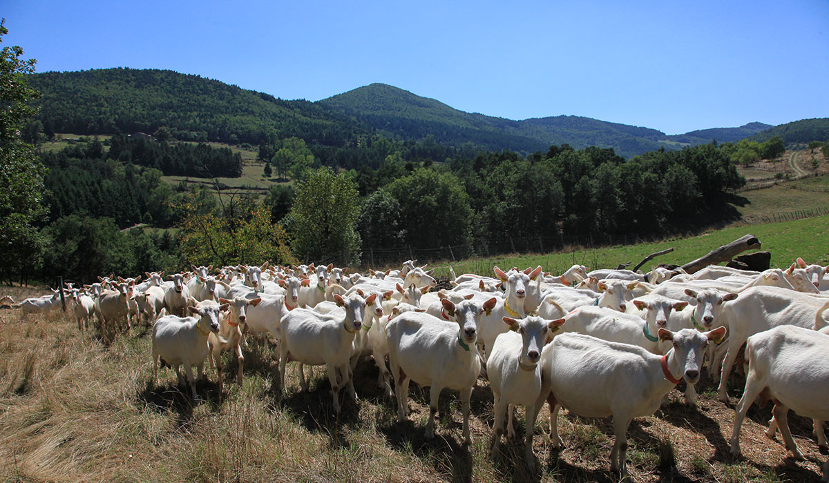 Pierrageai Rhône-Alpen - Saint-Félicien visuel 9/10 Pierrageai Rhône-Alpen - Saint-Félicien visuel 9/10
