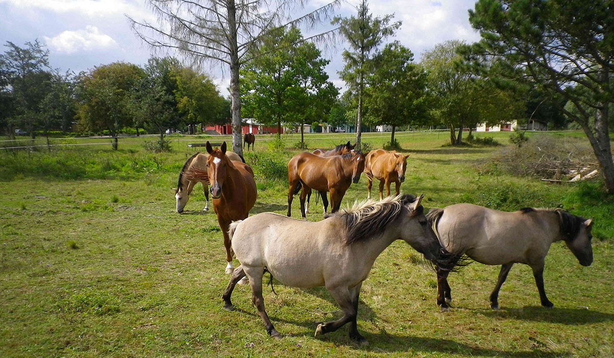 Sur la Route du Lac du Der Champagner-Ardennen - Moncetz-l'Abbaye visuel 4/9 Sur la Route du Lac du Der Champagner-Ardennen - Moncetz-l'Abbaye visuel 4/9