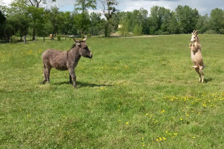 Village Toue Des Demoiselles Auvergne - Chassenard visuel 5/7 Village Toue Des Demoiselles Auvergne - Chassenard visuel 5/7