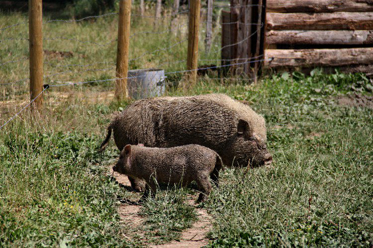 Village Toue Des Demoiselles Auvergne - Chassenard visuel 6/7 Village Toue Des Demoiselles Auvergne - Chassenard visuel 6/7