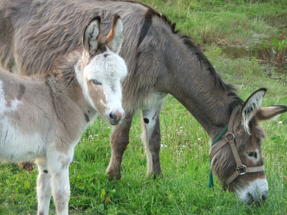 de Kreitsberg Nord-Brabant - Voederheil visuel 3/3