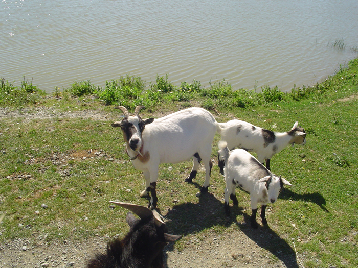 Camping de la Motte Das Loire-Gebiet - Vendrennes visuel 5/11 Camping de la Motte Das Loire-Gebiet - Vendrennes visuel 5/11