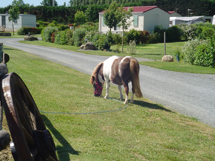 Camping de la Motte Das Loire-Gebiet - Vendrennes visuel 6/11 Camping de la Motte Das Loire-Gebiet - Vendrennes visuel 6/11