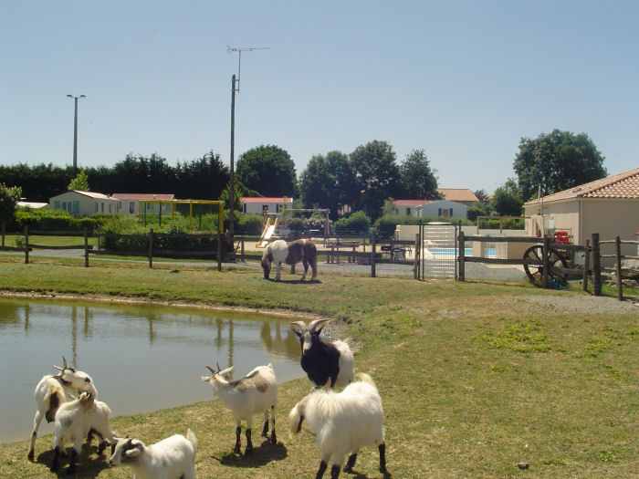 Camping de la Motte Das Loire-Gebiet - Vendrennes visuel 9/11 Camping de la Motte Das Loire-Gebiet - Vendrennes visuel 9/11