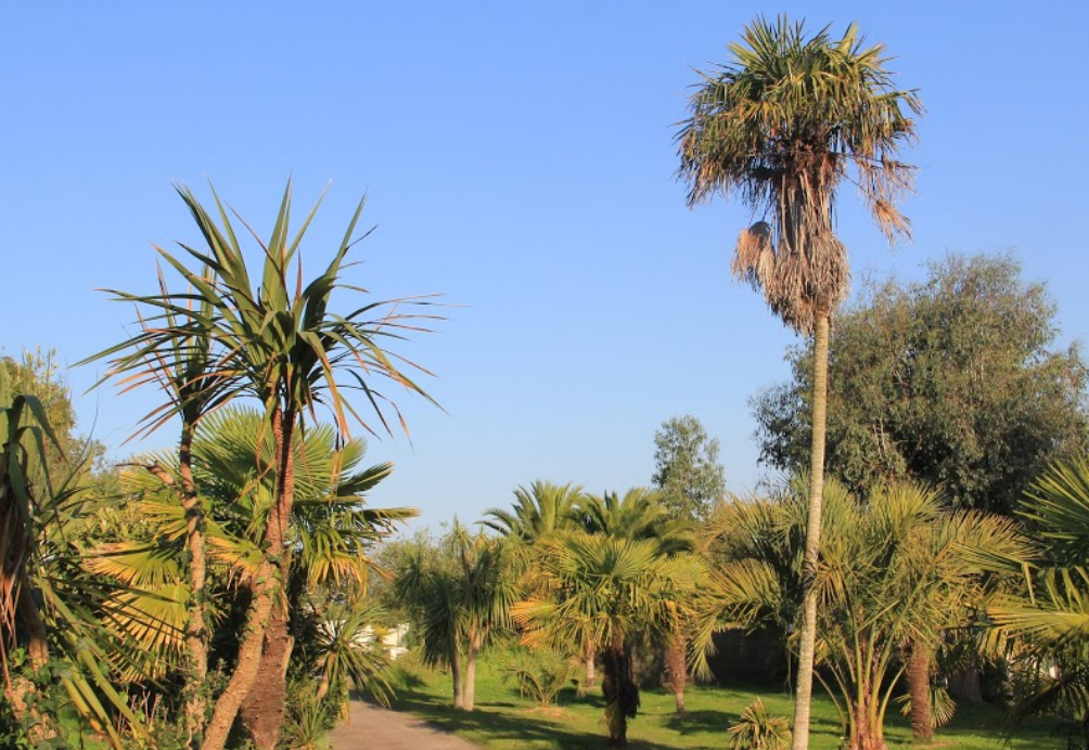 Camping des palmiers Bretagne - Binic visuel 1/1