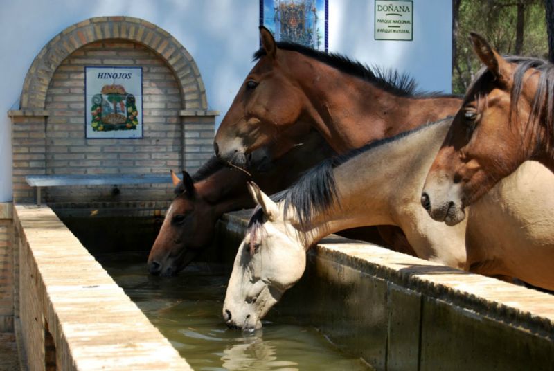 Doñarrayan Park Andalusien - Hinojos visuel 3/4
