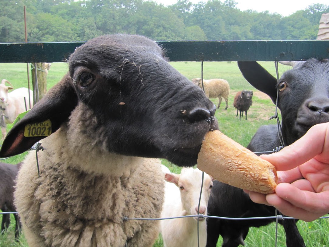 Ferme de Prunay Großes Zentrum - Seillac visuel 6/11 Ferme de Prunay Großes Zentrum - Seillac visuel 6/11