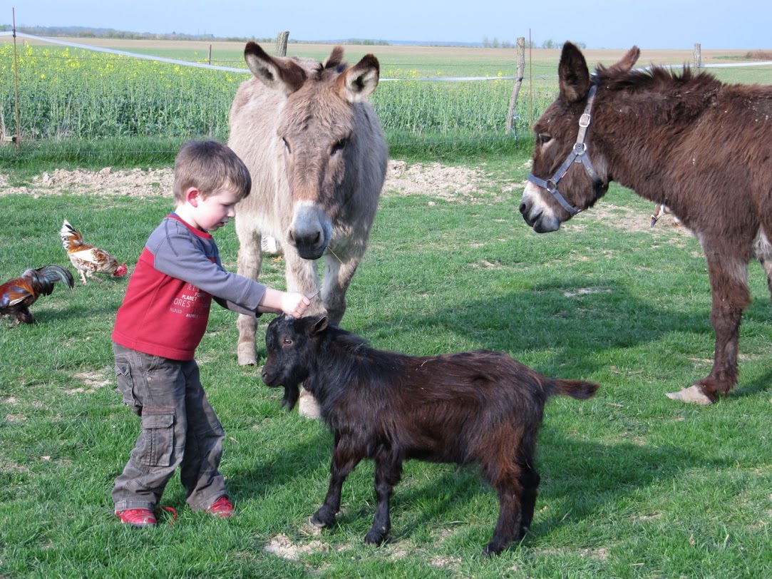 Ferme de Prunay Großes Zentrum - Seillac visuel 11/11 Ferme de Prunay Großes Zentrum - Seillac visuel 11/11